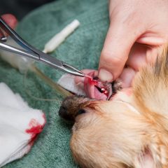 Help From An Animal Clinic in Olathe, KS