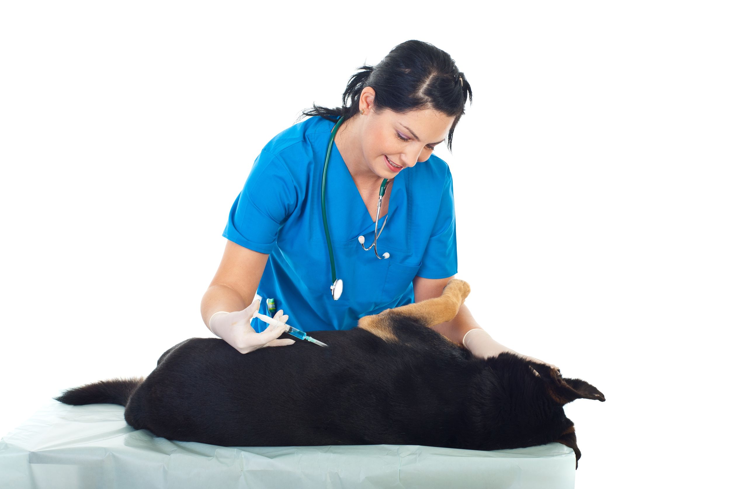 What is an animal hospital?