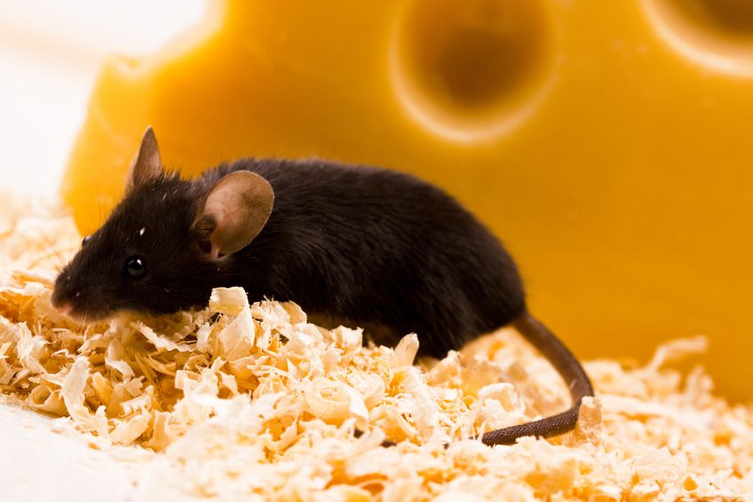 When Is It Time To Hire A Mice Exterminator In Brooklyn?