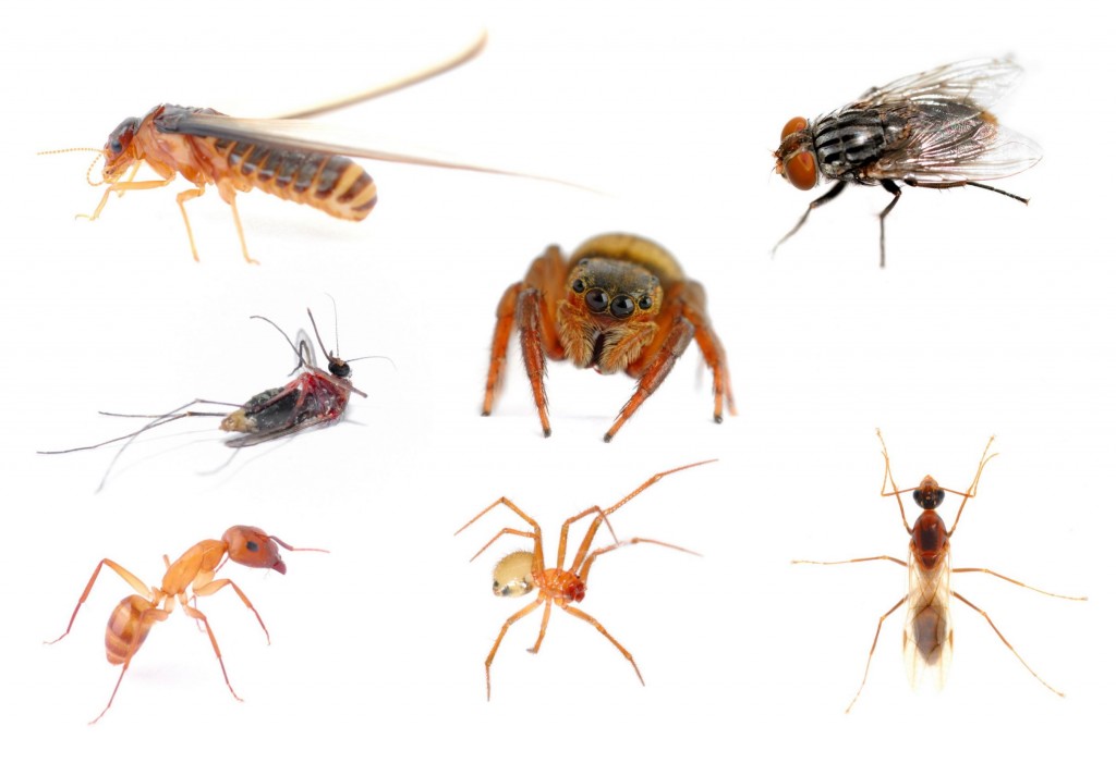 Why You Should Hire Exterminators in the Bronx | Vibrantdir