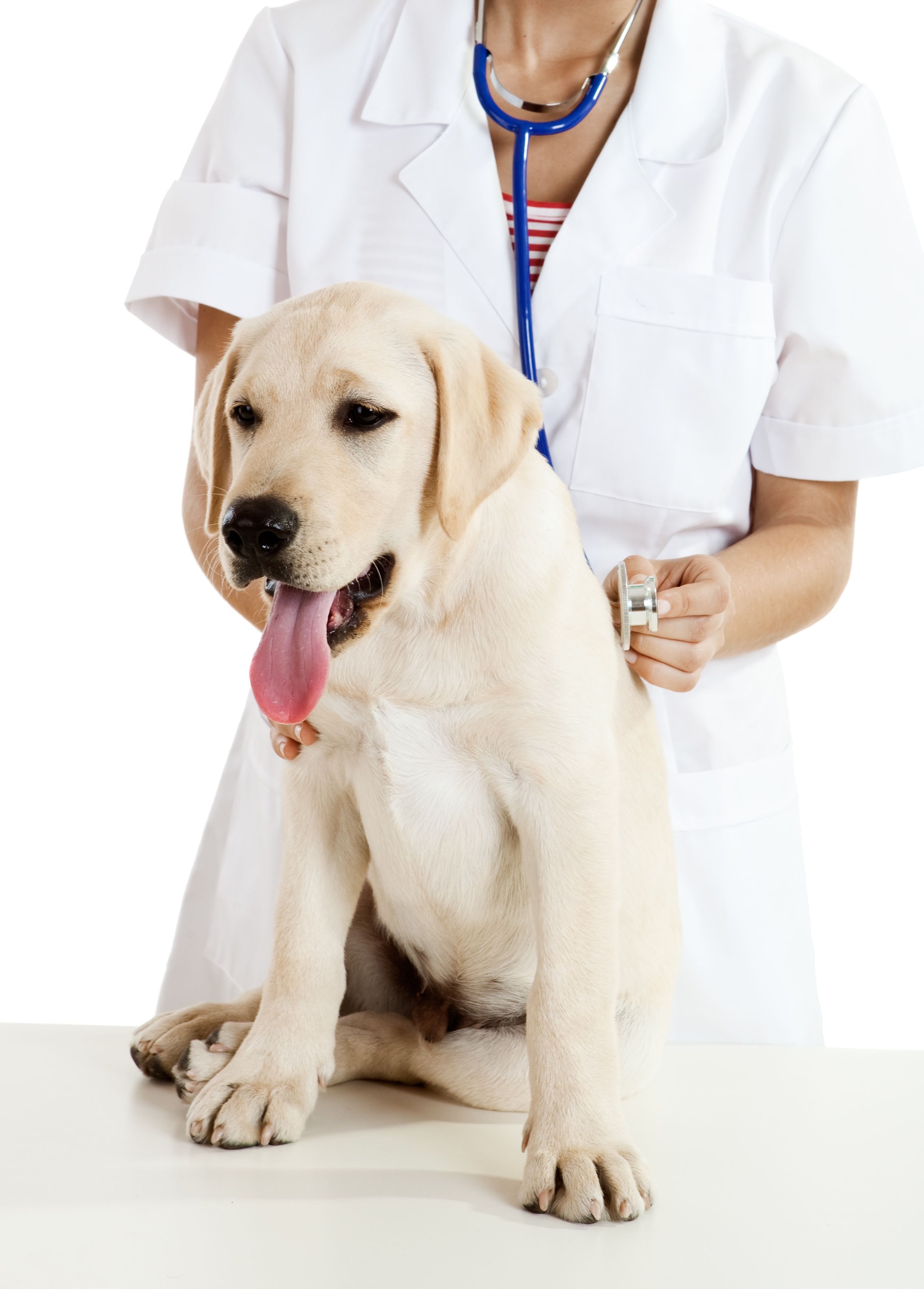 What You Need to Know About Orthopedic Pet Surgery in Ft. Belvoir VA