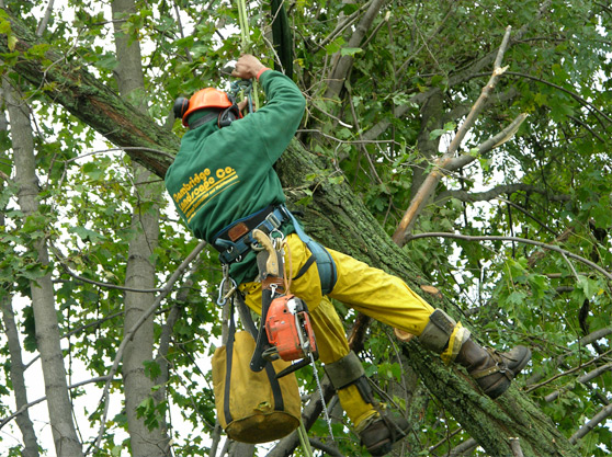 The Art Of Tree Trimming in Kendallville, IN: Protecting Your Trees And Property