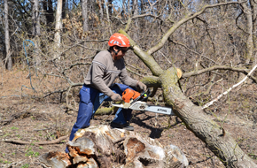 Technicians From a Tree Service in Spokane Can Remove Invasive, Harmful Species