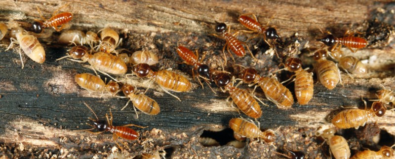 Termites in Bel Air MD Cause Major Damage