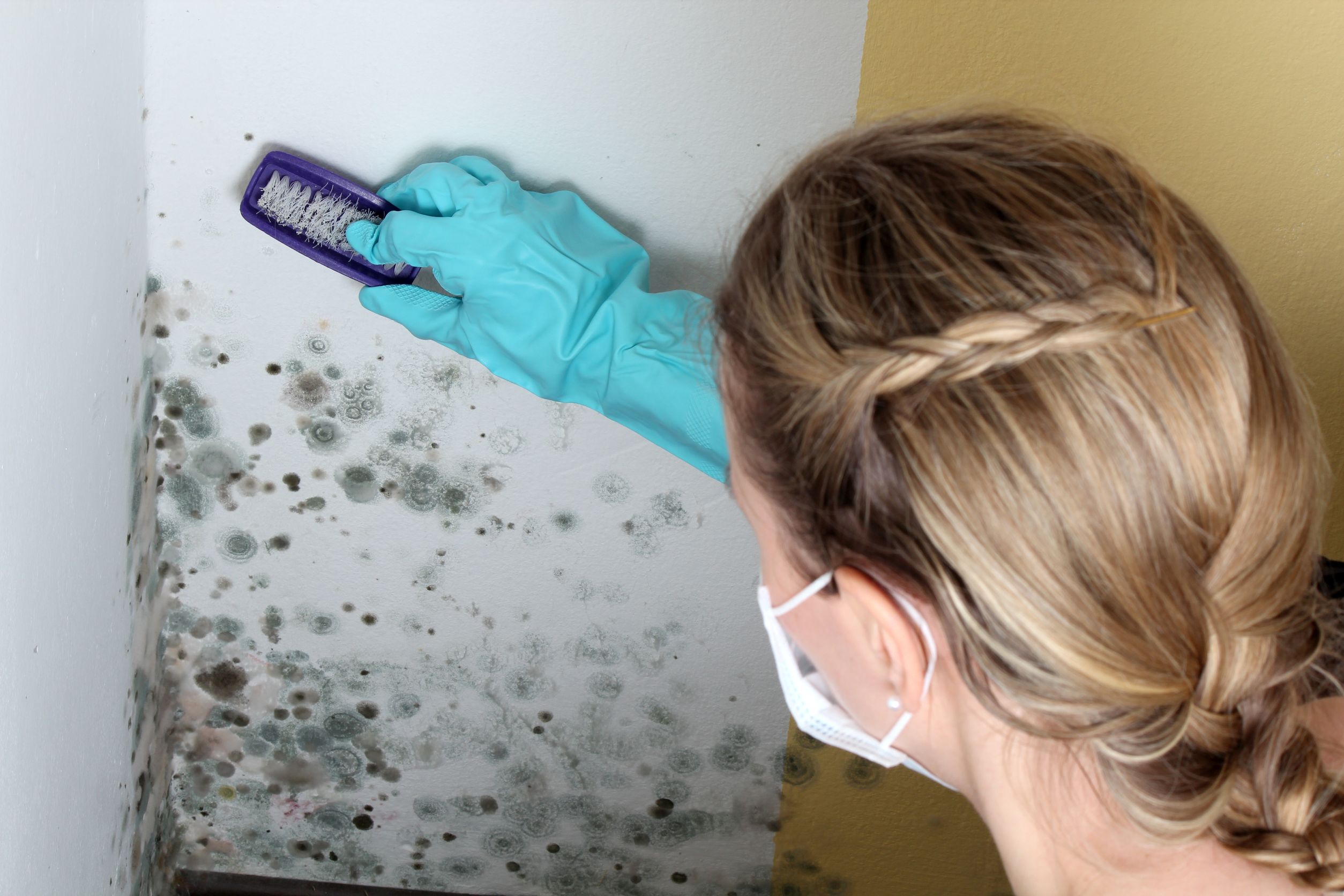 Mold Eradication: An Additional Service From the Pest Management Service in Alexandria, VA