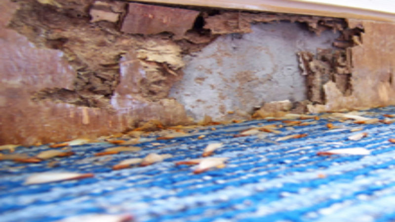 Termites Exterminators in Boynton Beach Florida Can Save Your Home Or Business