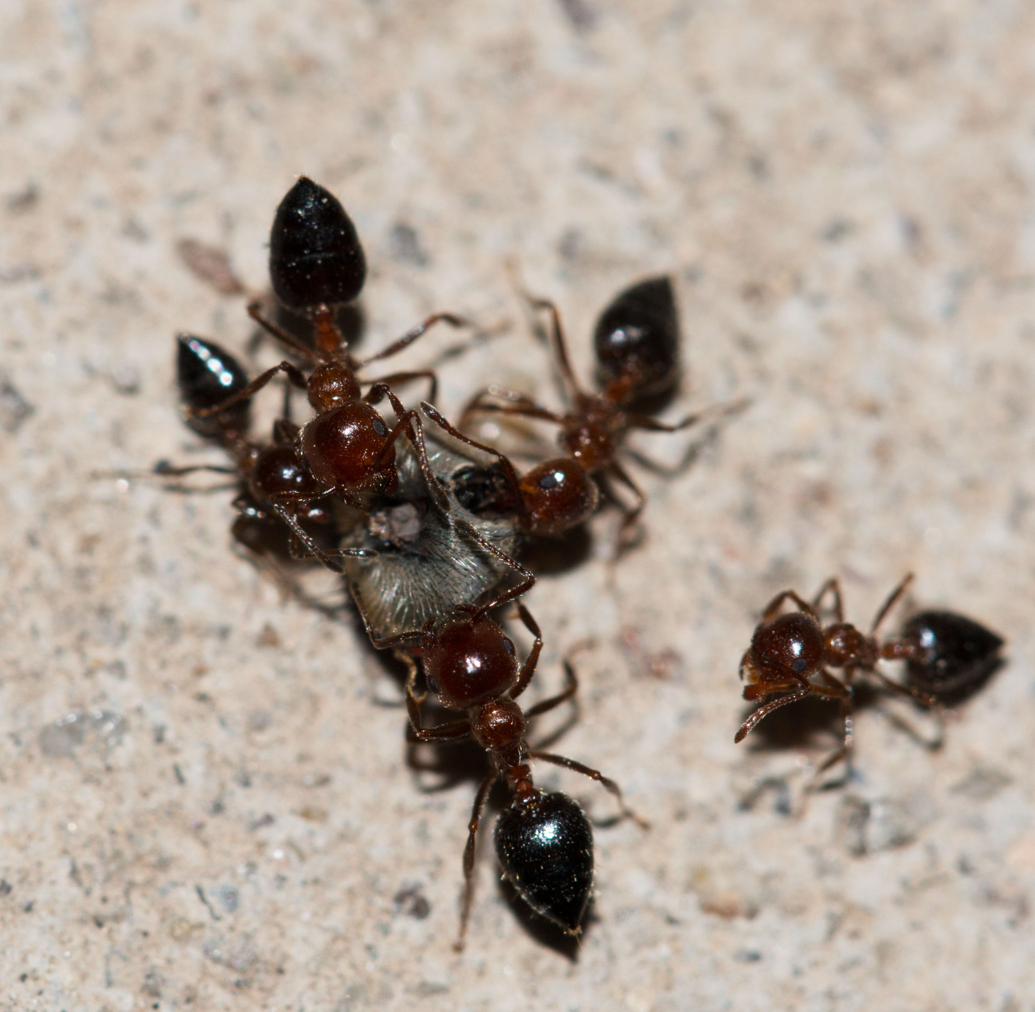 Do You Need An Ants Exterminator in Queens?