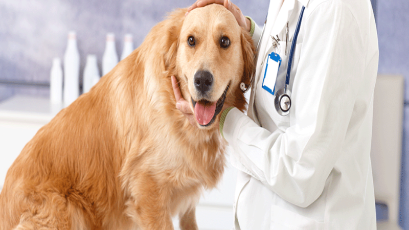 Pet Medical Care in Sugar Land for Optimized Health from Youth to the Senior Years