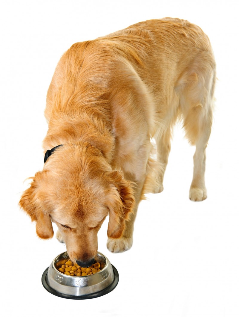 Things to Consider When Choosing Pet Food for Your Dog or Cat