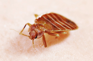 How to Recognize When to Call Bed Bug Exterminators in Nassau County