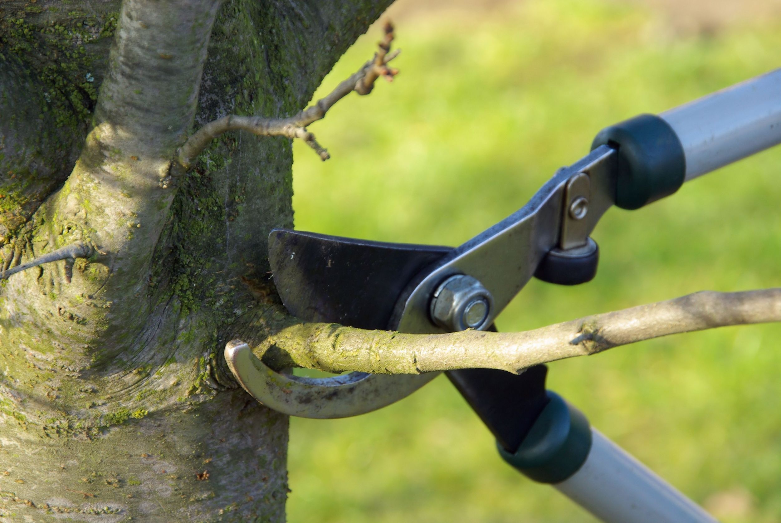 Why Tree Pruning in Arlington is a Task for an Expert