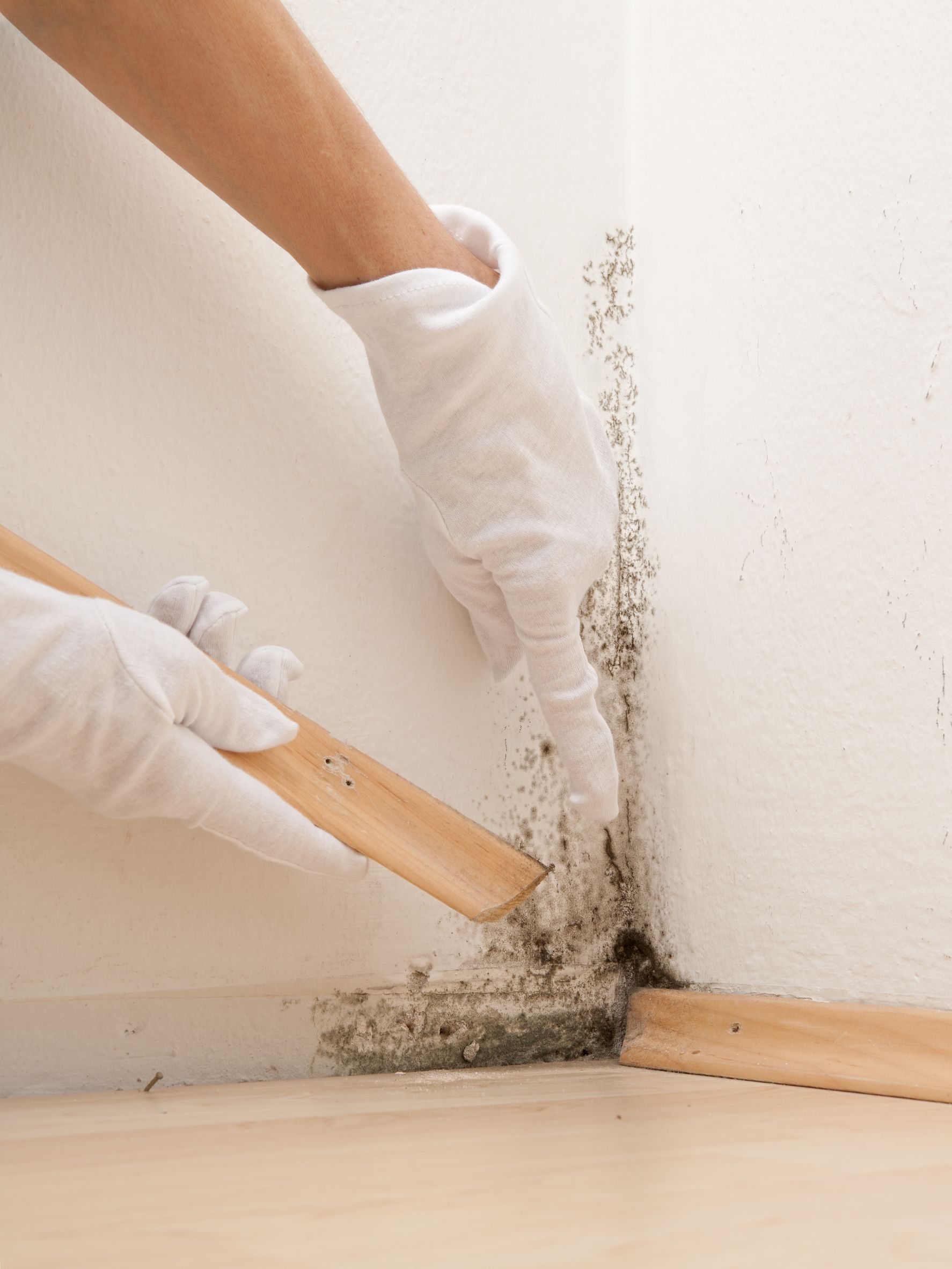 Mold Detection In Ashburn VA And Eliminating Mold