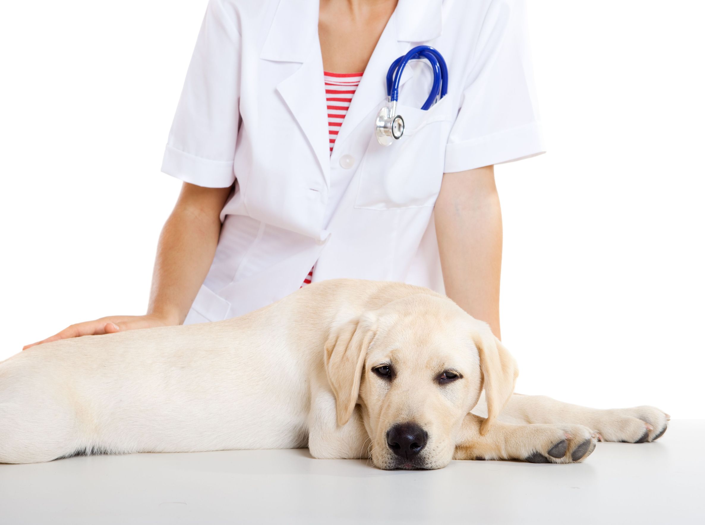 Finding a Veterinarian in Olathe KS