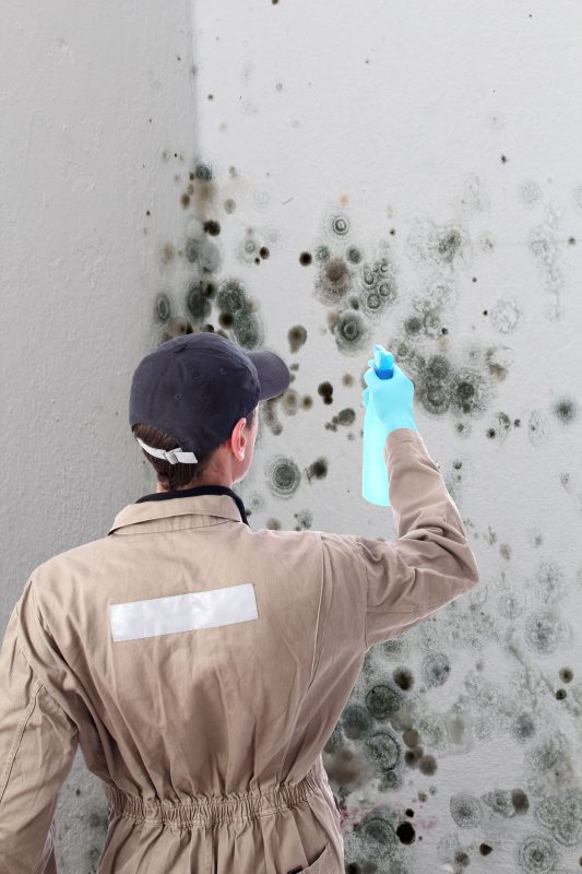 Why Homeowners Hire Professionals for Mold Removal in Schenectady