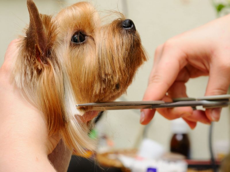 Several Health Benefits of Regular Dog Grooming in Crofton