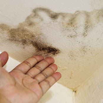 Use a Mold Detection Services in Alexandria VA to Find and Treat Mold Growth