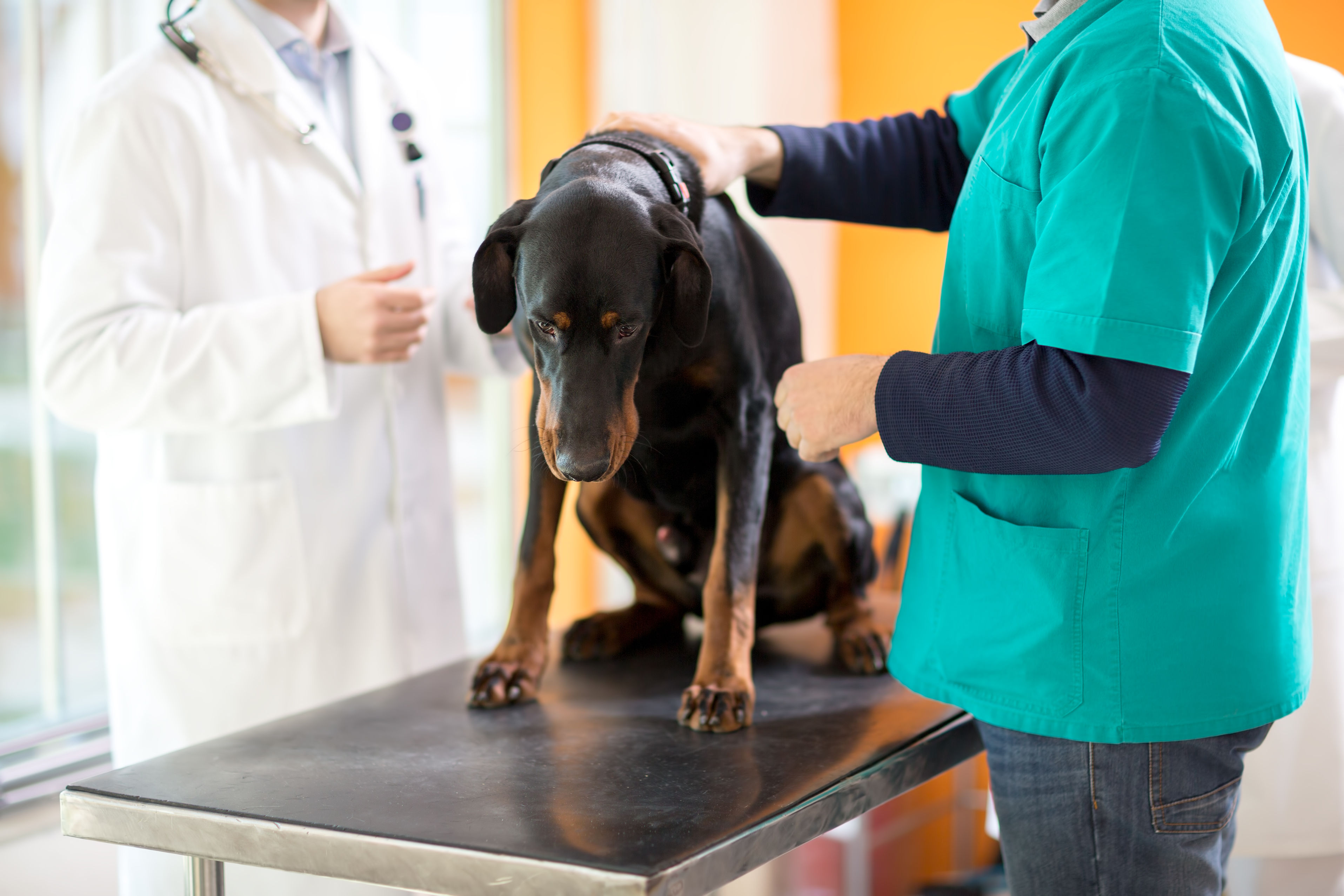 Getting Dogs Used To An Animal Clinic in Olathe KS