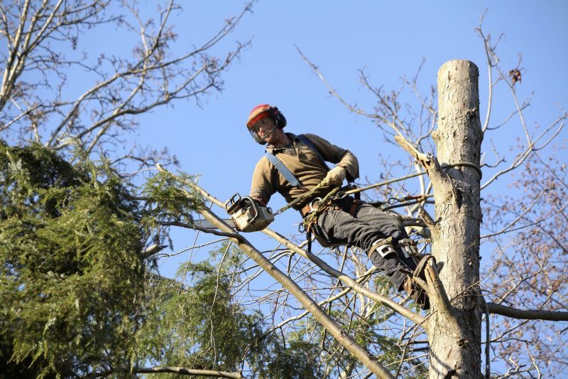 Reasons to Call a Somerville Tree Removal Service