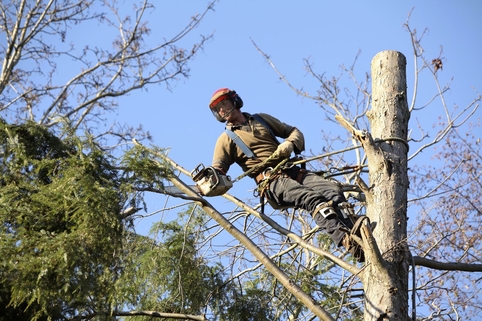 Statistics Verify That Pruning Is Best Performed by a Tree Service in Weston CT