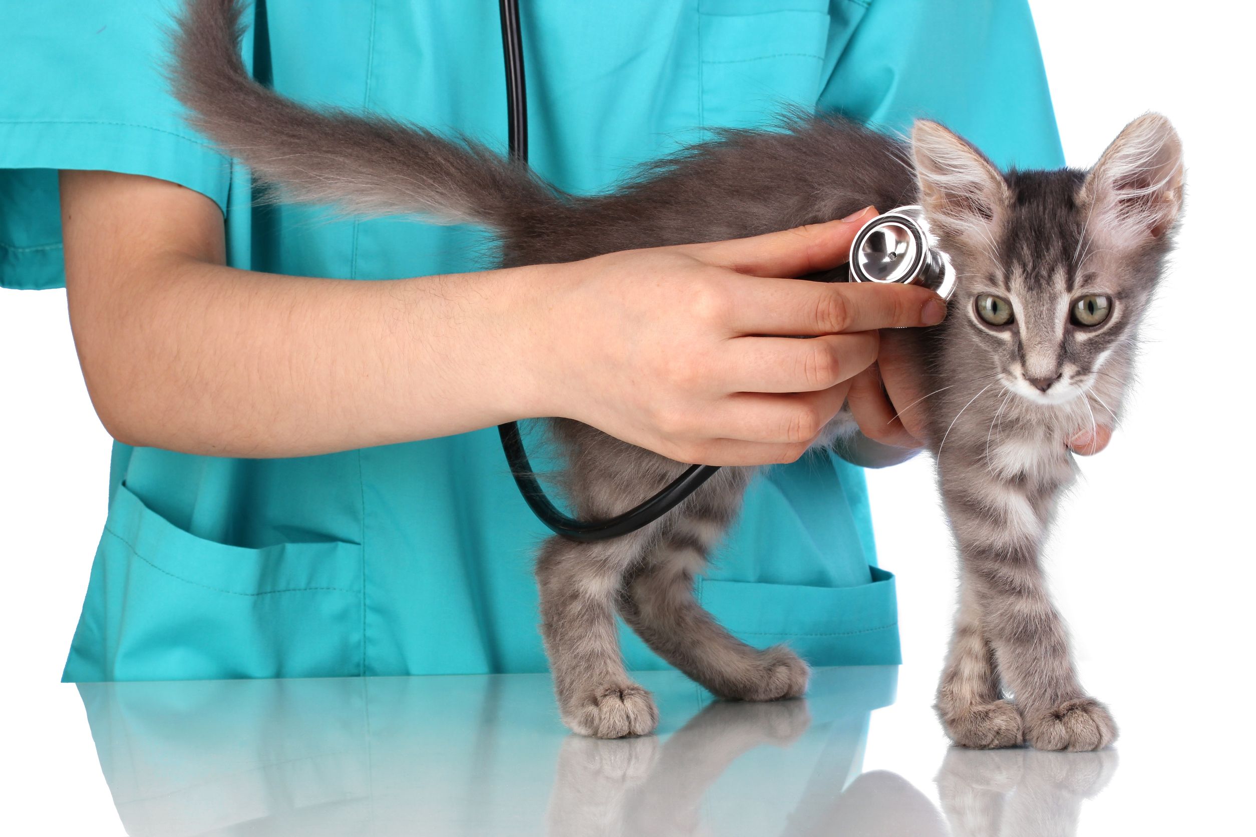 Emergency Procedures That Can Be Conducted At A Cat Clinic in Olathe KS