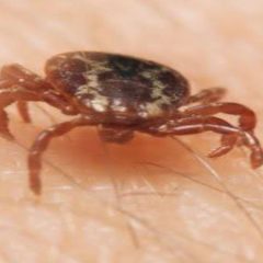 What Is Involved In Treating The Home For Ticks In Marlboro, NJ?