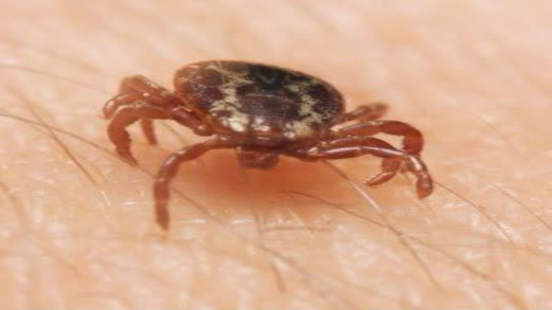 What Is Involved In Treating The Home For Ticks In Marlboro, NJ?