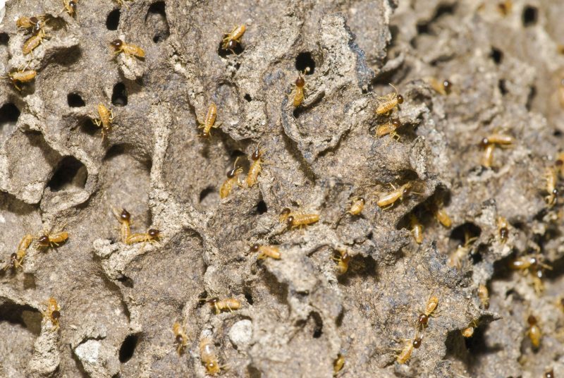 Getting Rid of Termites Effectively