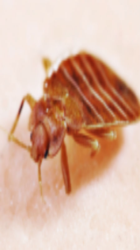 Your Home Can Be Free of Nasty Bugs With the Bed Bug Exterminators in Nassau County