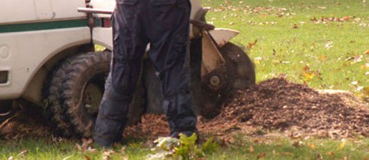 Once The Tree Is Gone, Stump Grinding Services Are Needed