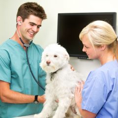 Keeping a Pet in Optimal Health with a Veterinarian in Olathe KS