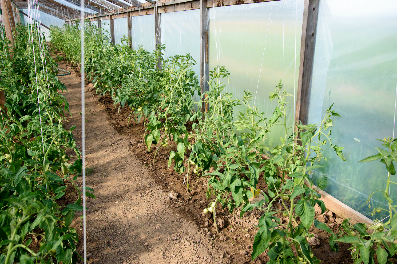 Tips for Managing a Nursery Greenhouse