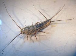 Learn More About Silverfish in Marlboro, NJ