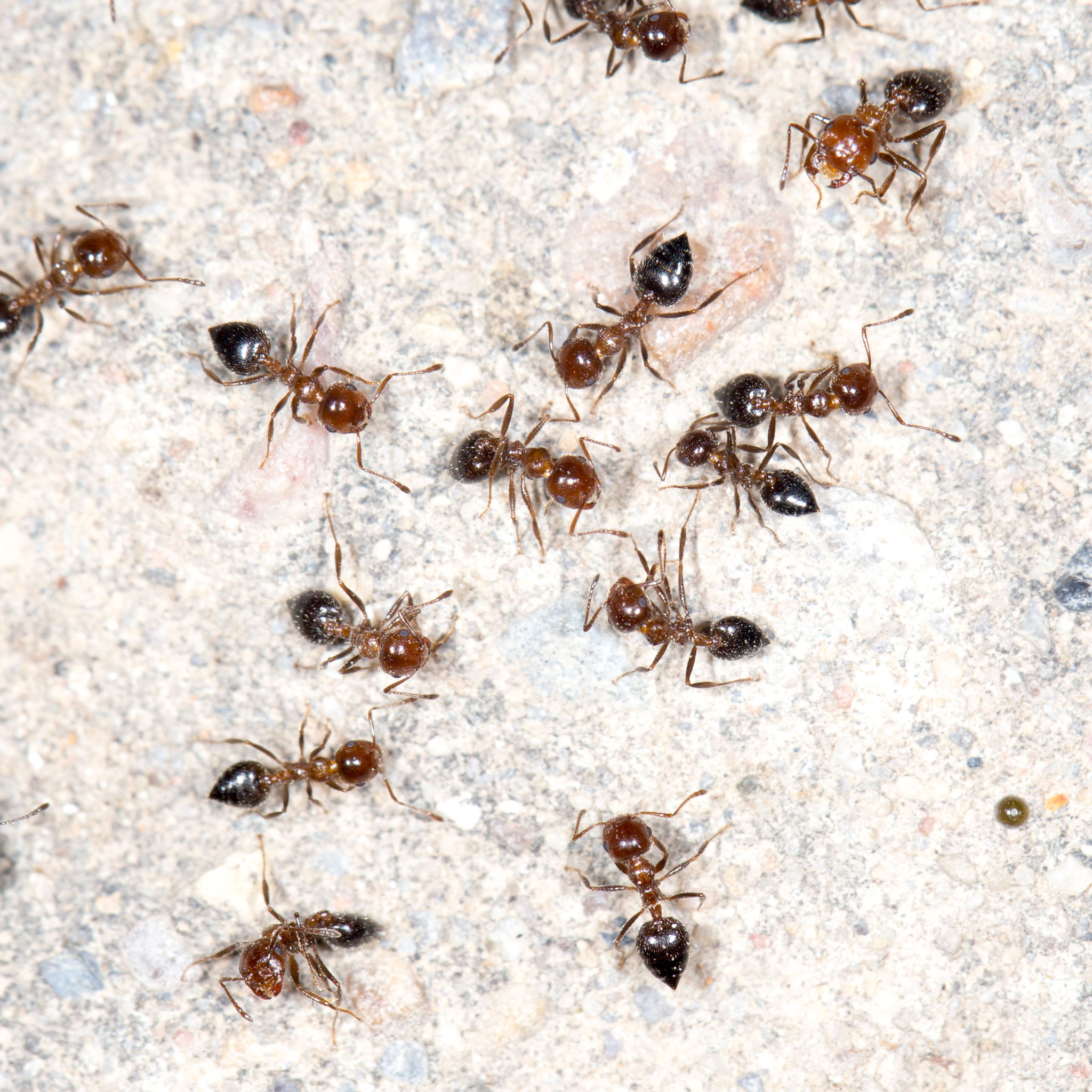 Using Atlas Exterminator Co Inc To Eliminate Ants From A Home