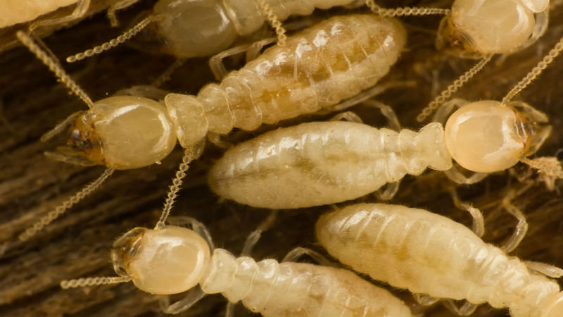 The Benefits of Expert Termite Removal in Pasadena