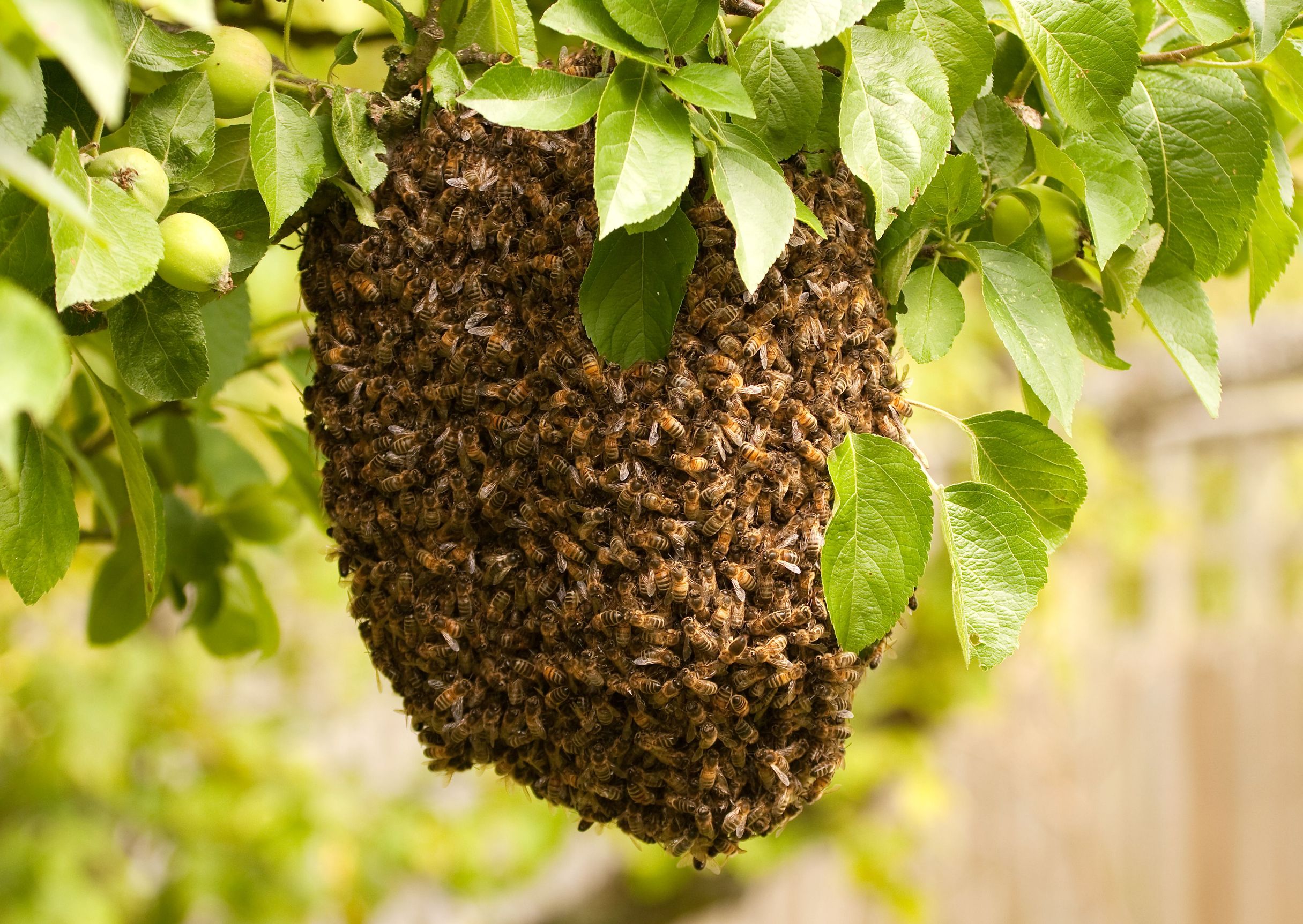 Getting Bee Hives Removal in Pittsburgh