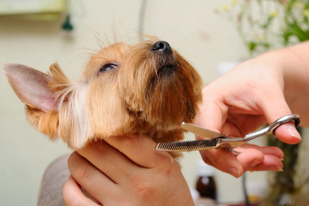 Professional Pet Grooming in Lenexa, KS is Important Vibrantdir
