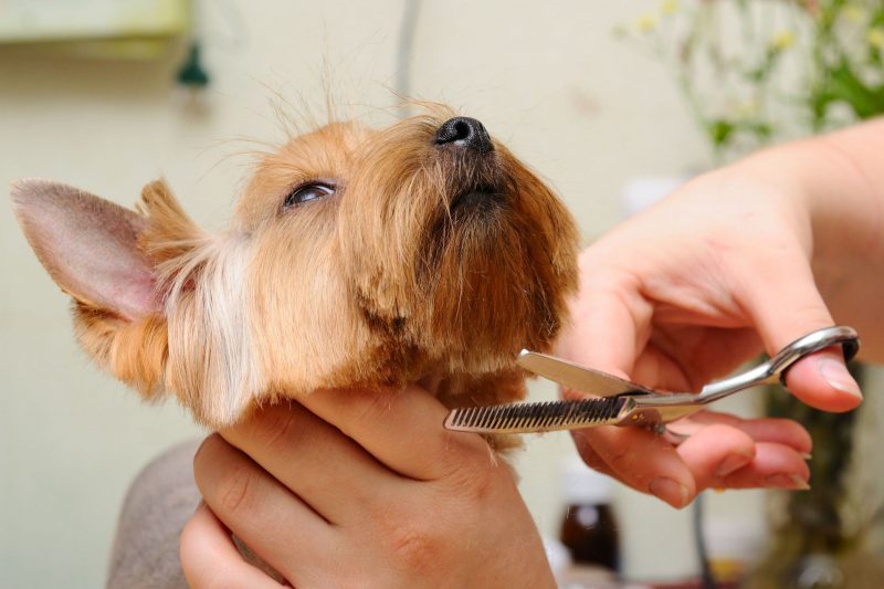 Professional Pet Grooming in Lenexa, KS is Important