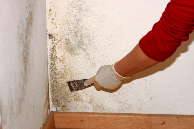 Lingering Mold Issues: Call Pest Management Services in Ashburn, VA Now