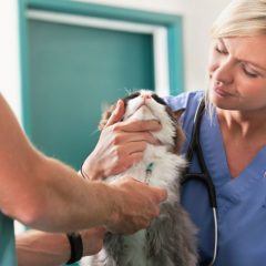 The Mobile Vet: Why Some Vets Opt For This Career