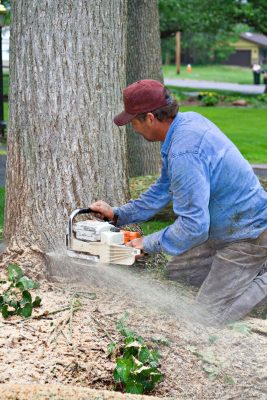 Stump Grinding Services in Boston and Other Options for Eradication