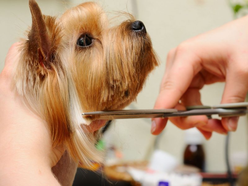 Smart Tips to Prepare a Dog for Pet Grooming in Olathe, KS