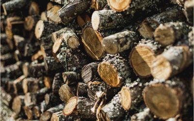 Secure the Best Firewood for Sale Near NJ for Superior Heating Performance and Gourmet Cooking Delights