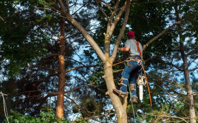 Essential Safety Tips for Tree Removal Norfolk, MA Homeowners Should Never Ignore
